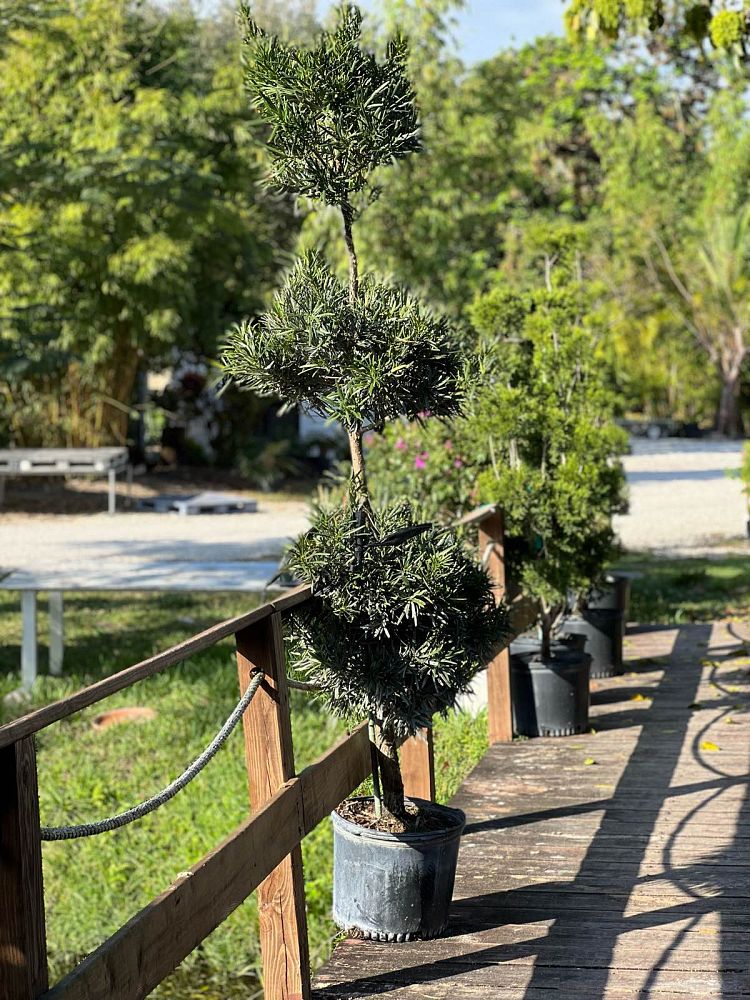 podocarpus-topiary-3-ball-plum-pine
