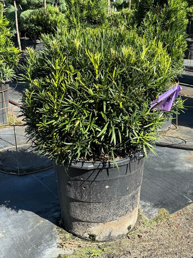podocarpus-topiary-sphere-globe-plum-pine