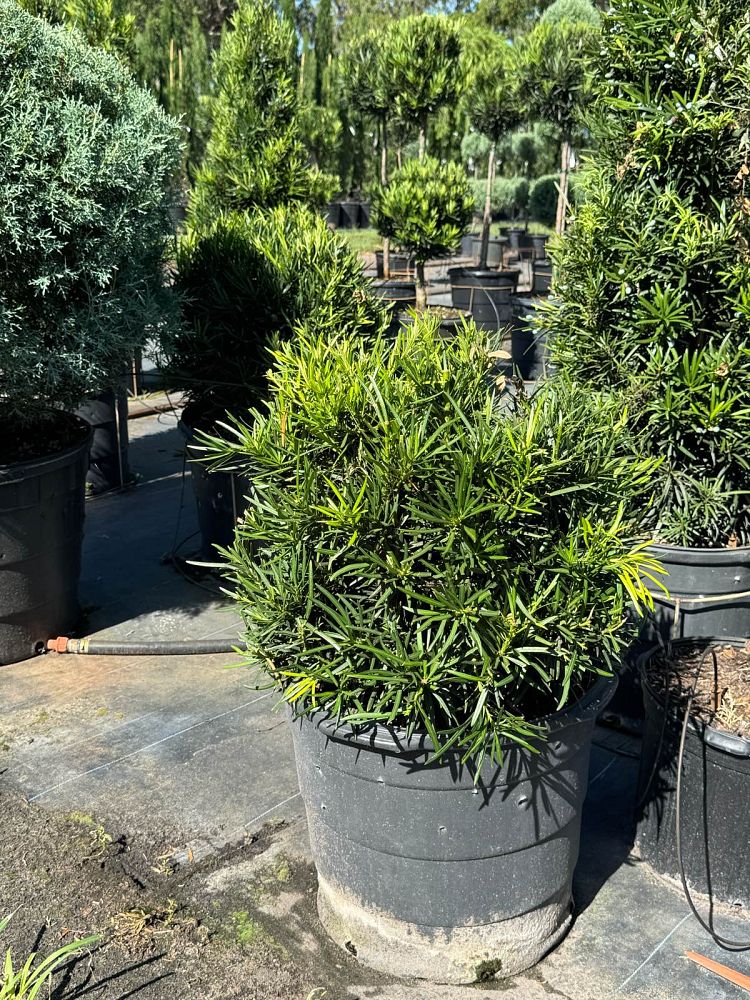 podocarpus-topiary-sphere-globe-plum-pine
