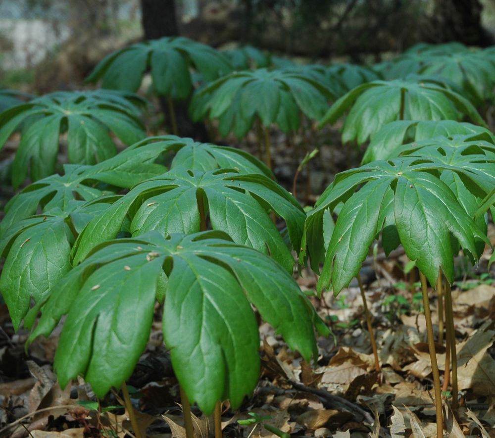 podophyllum-peltatum-mandrake-root-american-mayapple
