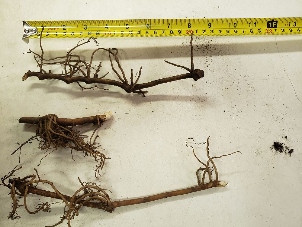podophyllum-peltatum-mandrake-root-american-mayapple