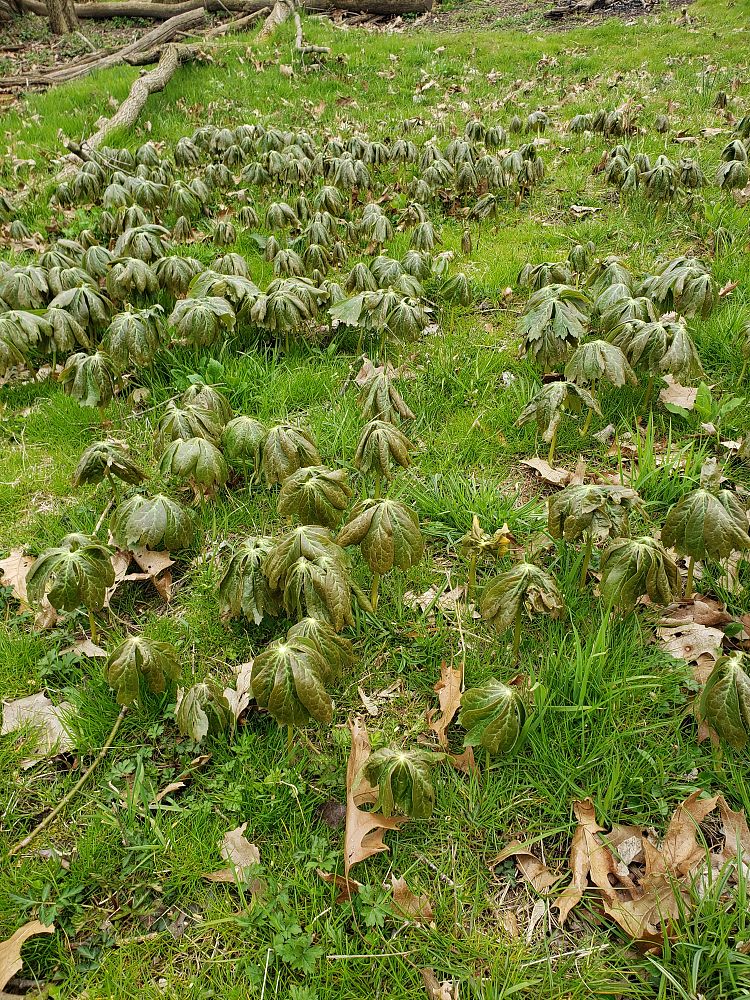 podophyllum-peltatum-mandrake-root-american-mayapple