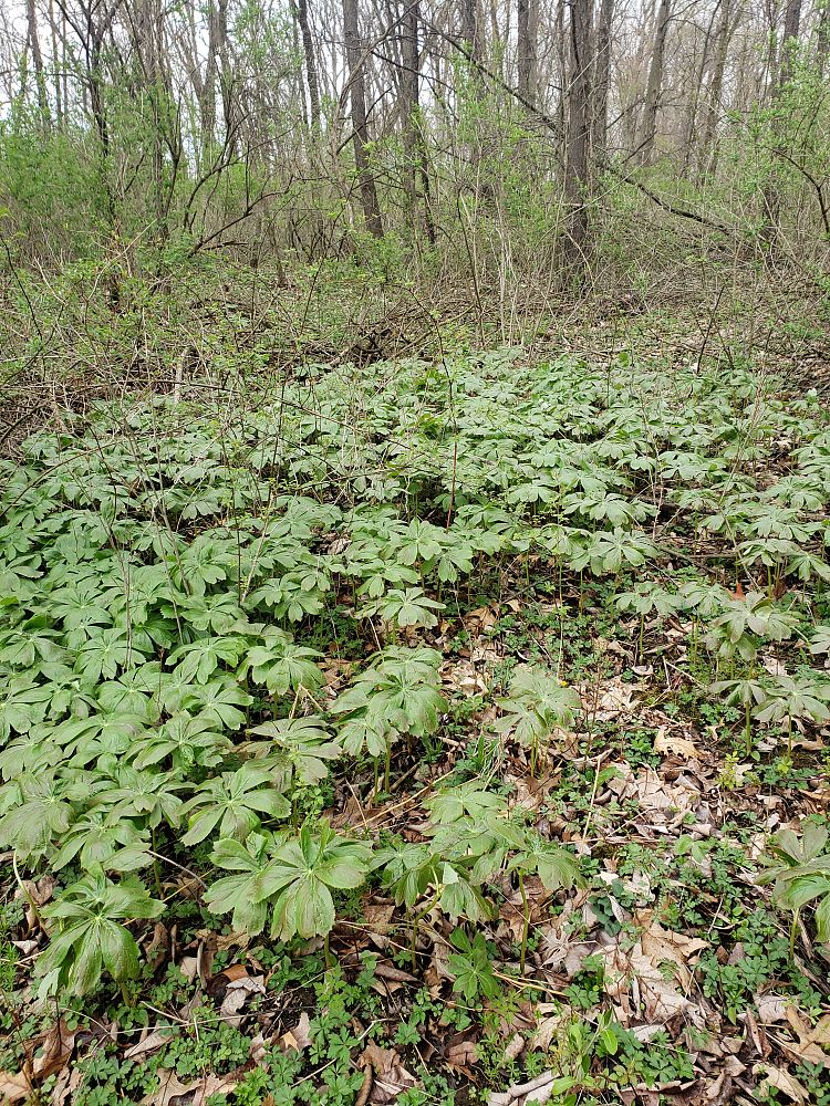 podophyllum-peltatum-mandrake-root-american-mayapple