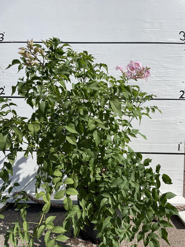 podranea-ricasoliana-pink-trumpet-vine-desert-willow-vine