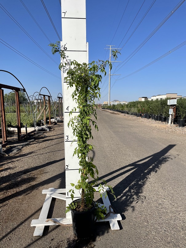 podranea-ricasoliana-pink-trumpet-vine-desert-willow-vine