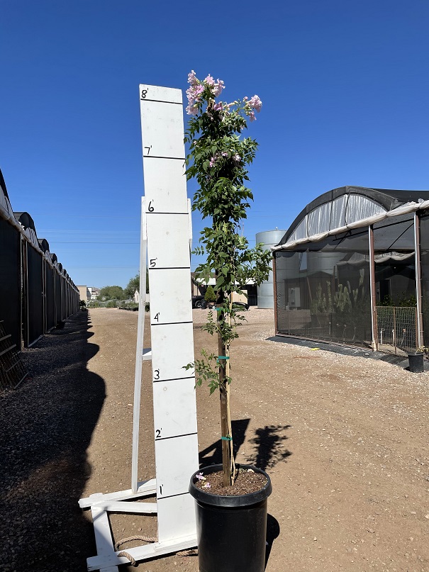 podranea-ricasoliana-pink-trumpet-vine-desert-willow-vine