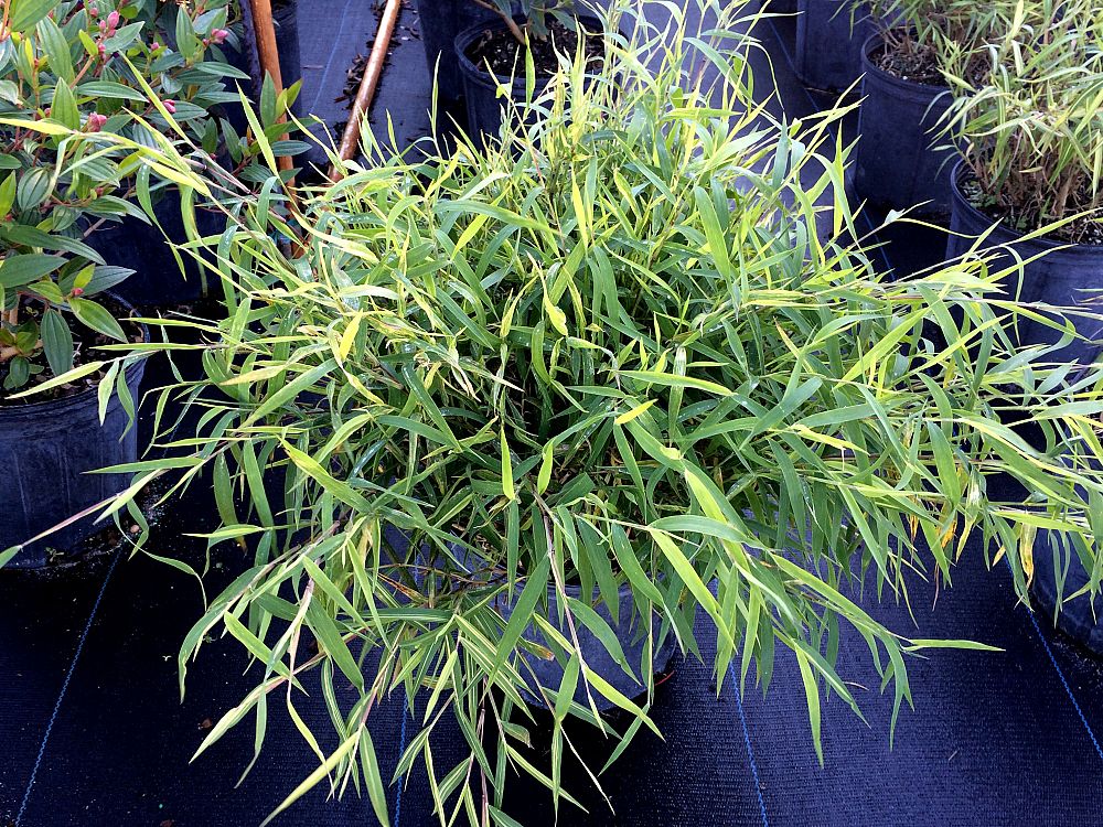 pogonatherum-paniceum-dwarf-bamboo-grass