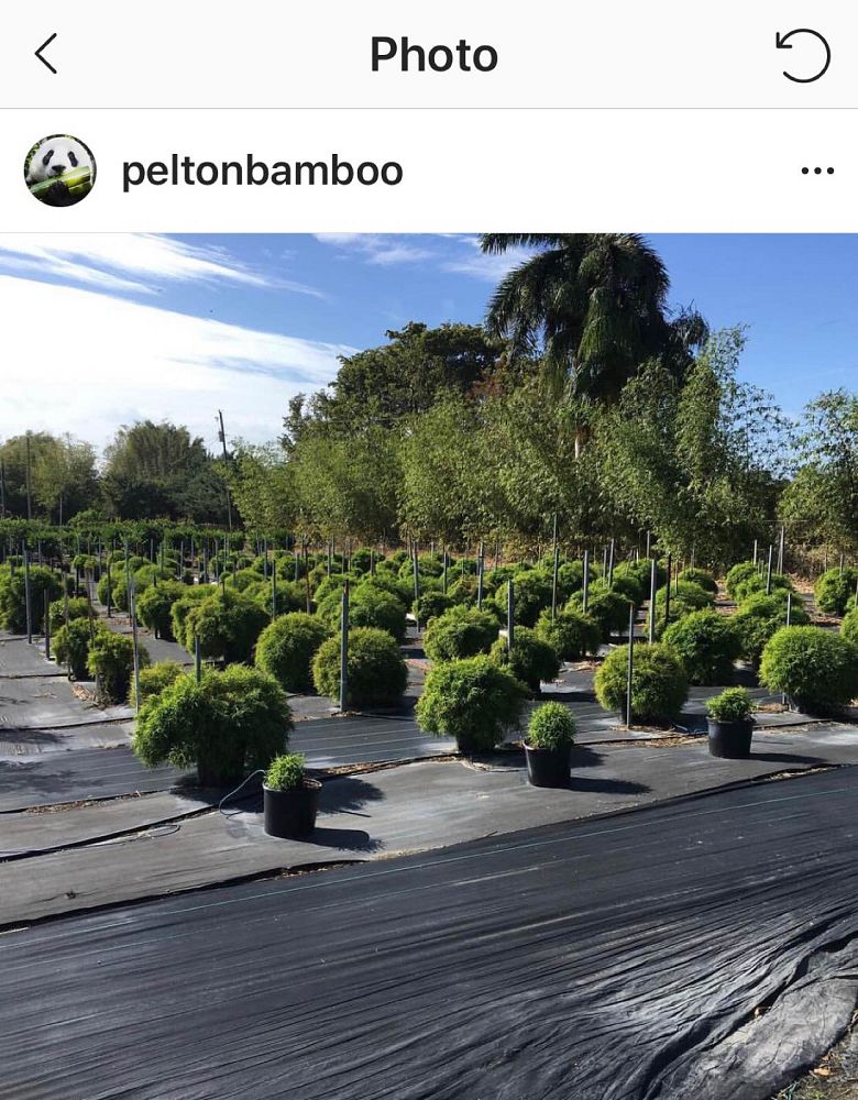pogonatherum-paniceum-dwarf-bamboo-grass