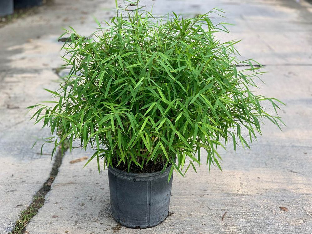 pogonatherum-paniceum-dwarf-bamboo-grass