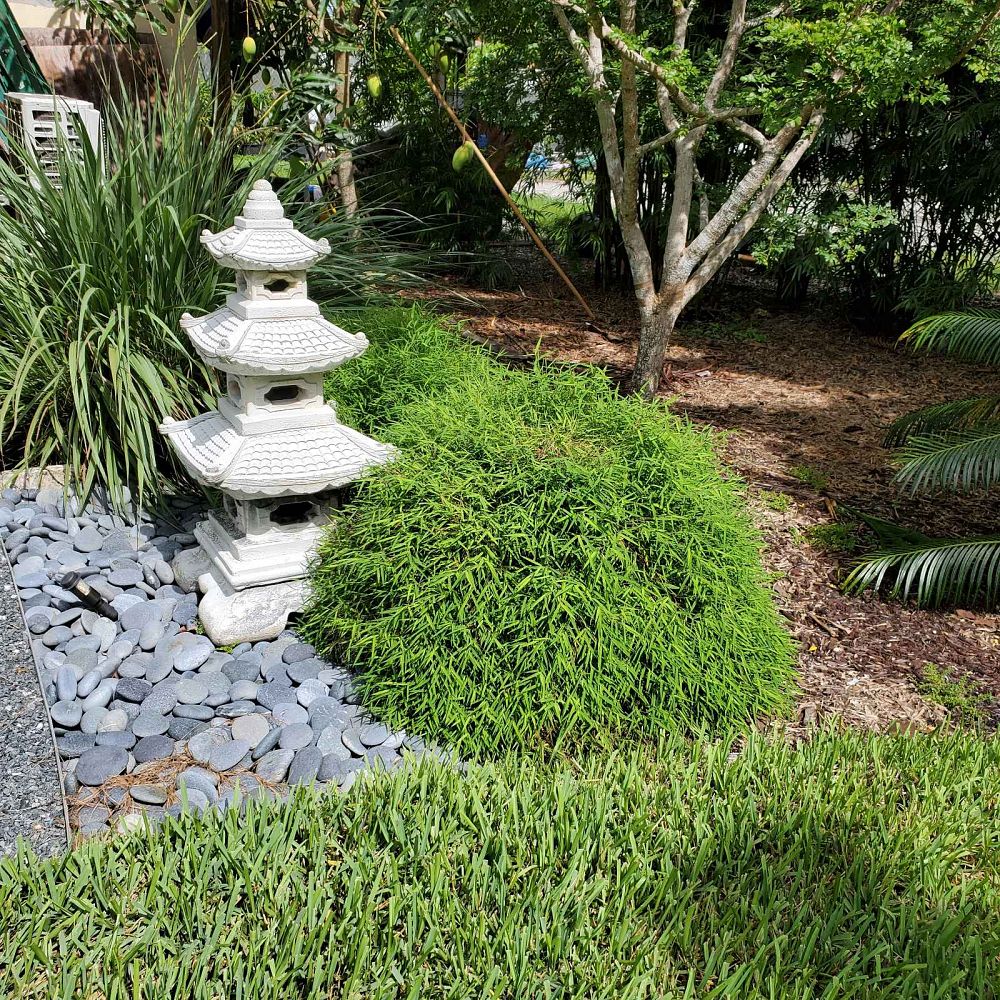 pogonatherum-paniceum-dwarf-bamboo-grass