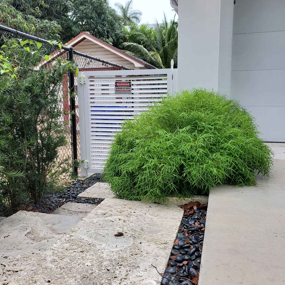 pogonatherum-paniceum-dwarf-bamboo-grass