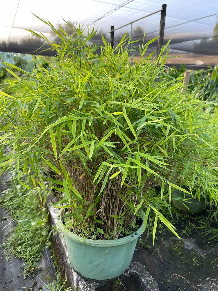 pogonatherum-paniceum-dwarf-bamboo-grass