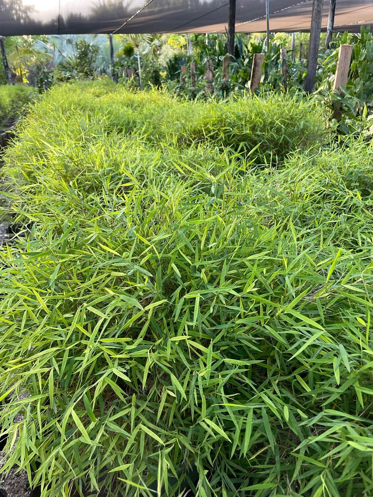 pogonatherum-paniceum-dwarf-bamboo-grass