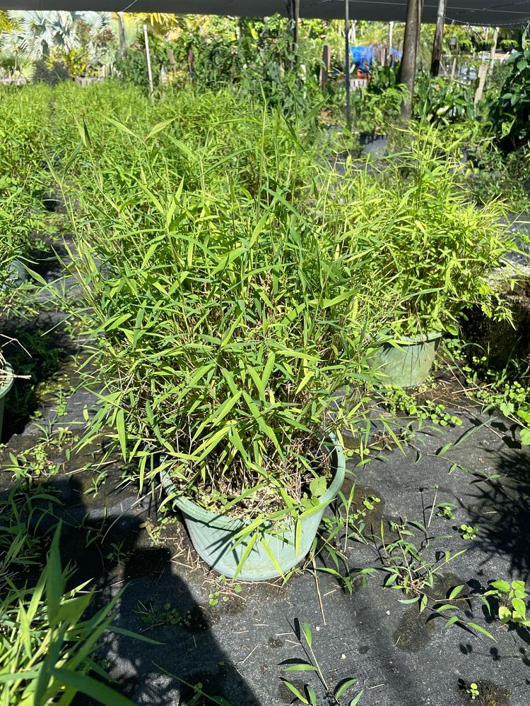 pogonatherum-paniceum-dwarf-bamboo-grass