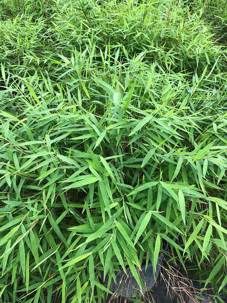 pogonatherum-paniceum-dwarf-bamboo-grass