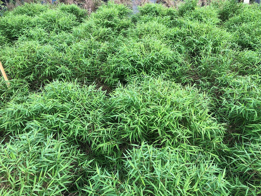 pogonatherum-paniceum-dwarf-bamboo-grass