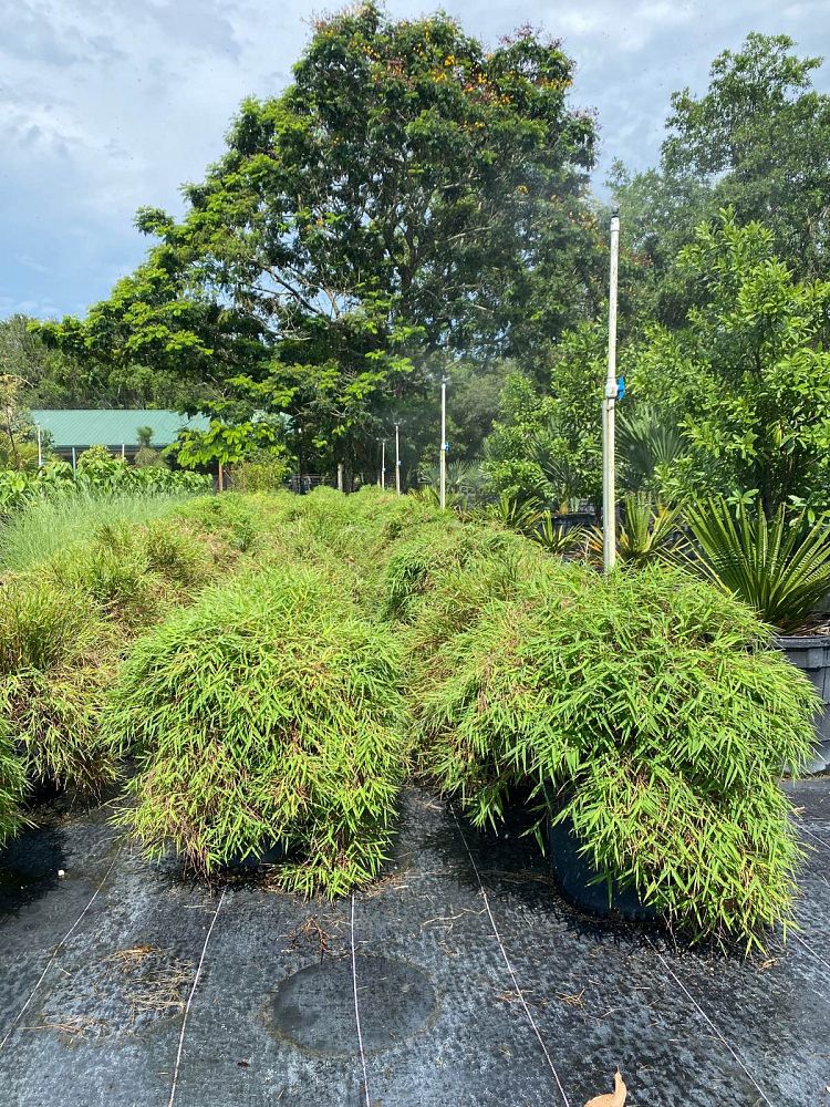 pogonatherum-paniceum-dwarf-bamboo-grass