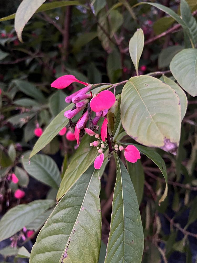 pogonopus-speciosus