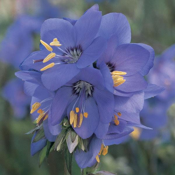polemonium-bressingham-purple-jacob-s-ladder