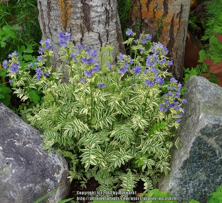 polemonium-caeruleum-brise-d-anjou-jacob-s-ladder