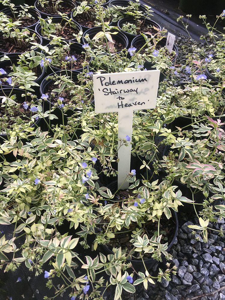 polemonium-reptans-stairway-to-heaven-greek-valerian-creeping-jacob-s-ladder