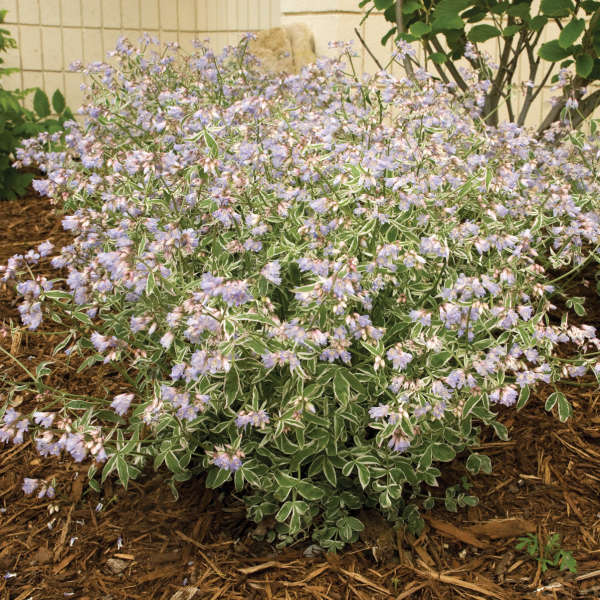 polemonium-reptans-touch-of-class-jacob-s-ladder