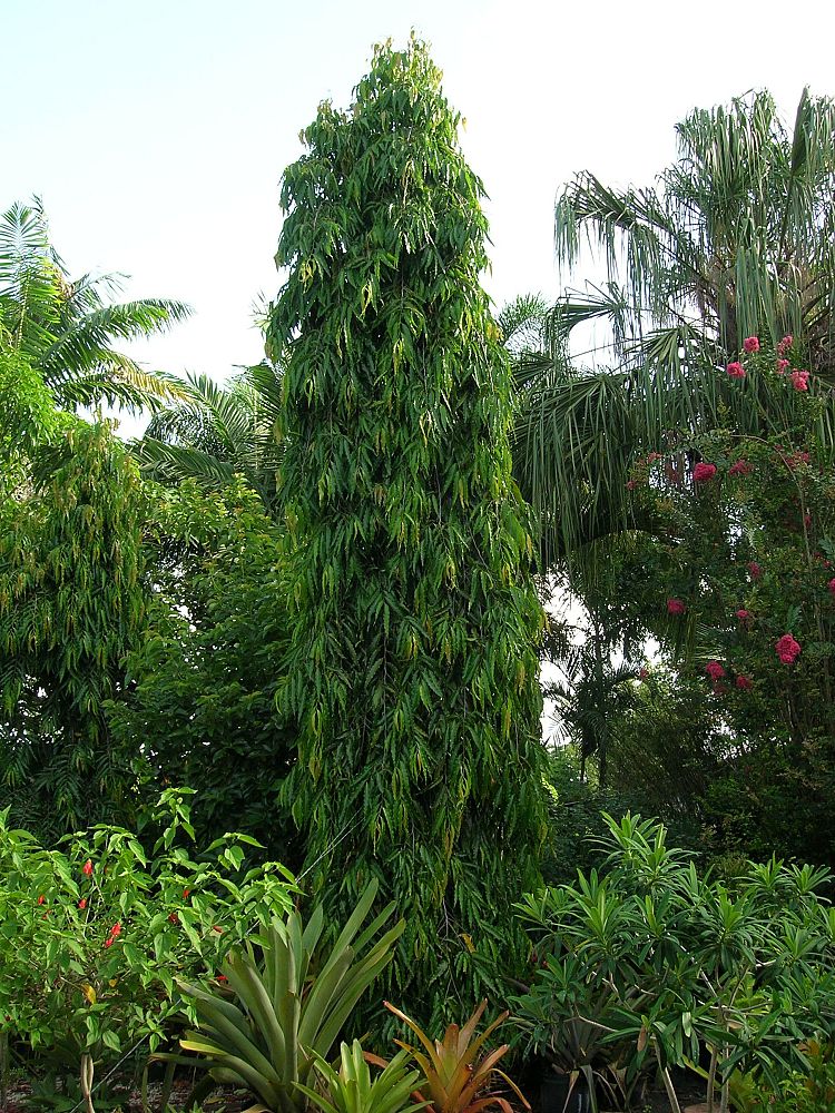 polyalthia-longifolia-pendula-mast-tree-false-ashoka-tree-sorrowless-tree
