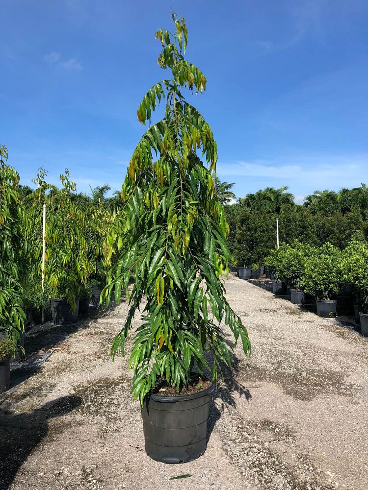 polyalthia-longifolia-pendula-mast-tree-false-ashoka-tree-sorrowless-tree