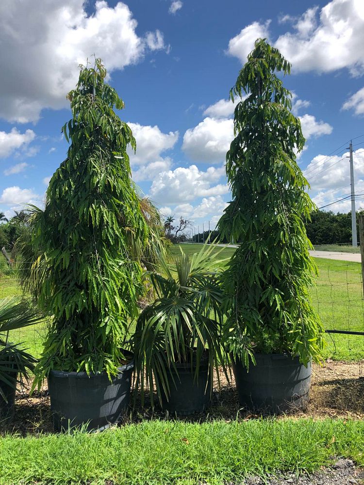 polyalthia-longifolia-pendula-mast-tree-false-ashoka-tree-sorrowless-tree