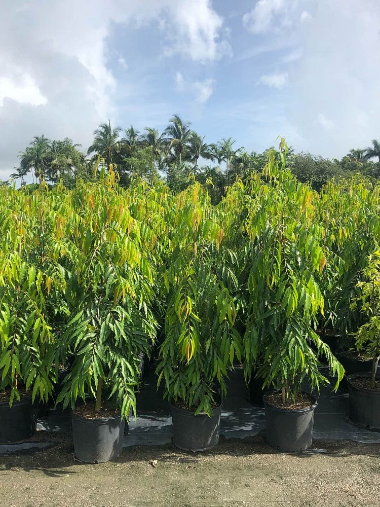 polyalthia-longifolia-pendula-mast-tree-false-ashoka-tree-sorrowless-tree