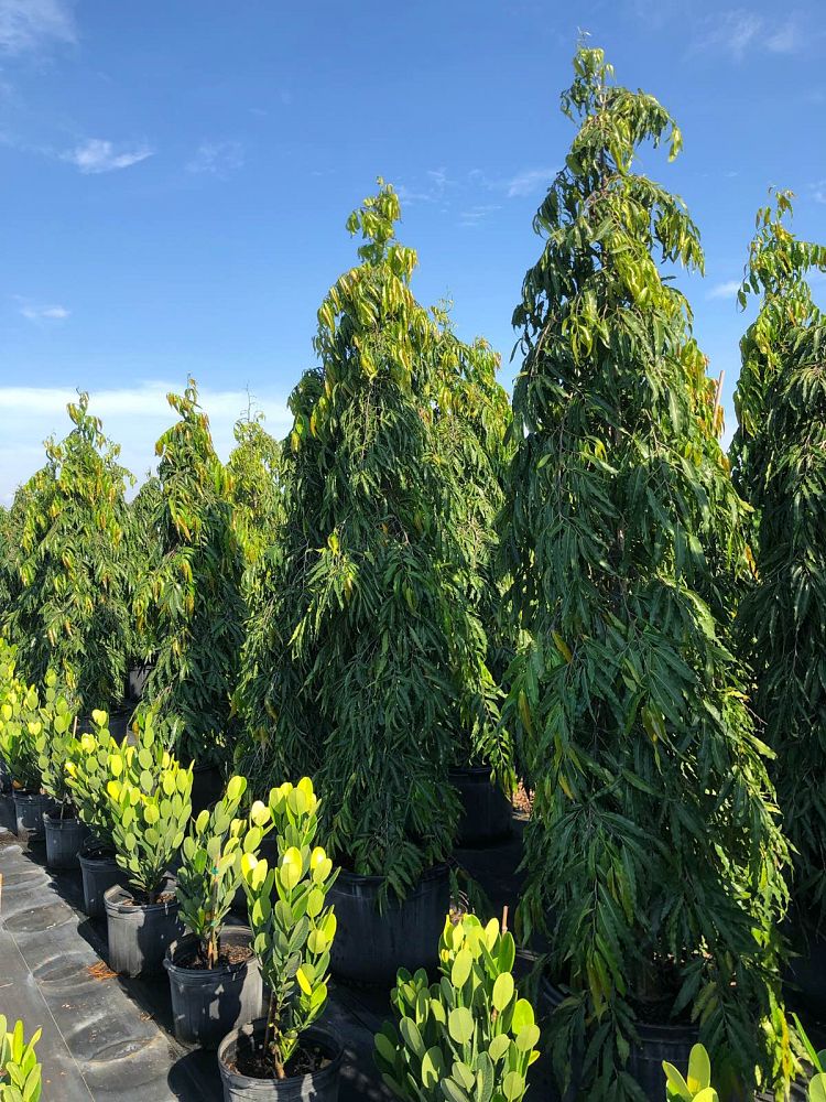 polyalthia-longifolia-pendula-mast-tree-false-ashoka-tree-sorrowless-tree