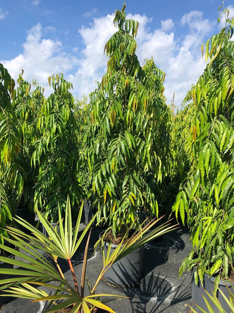 polyalthia-longifolia-pendula-mast-tree-false-ashoka-tree-sorrowless-tree