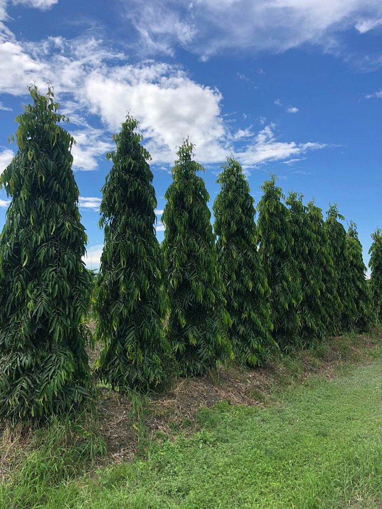 polyalthia-longifolia-pendula-mast-tree-false-ashoka-tree-sorrowless-tree