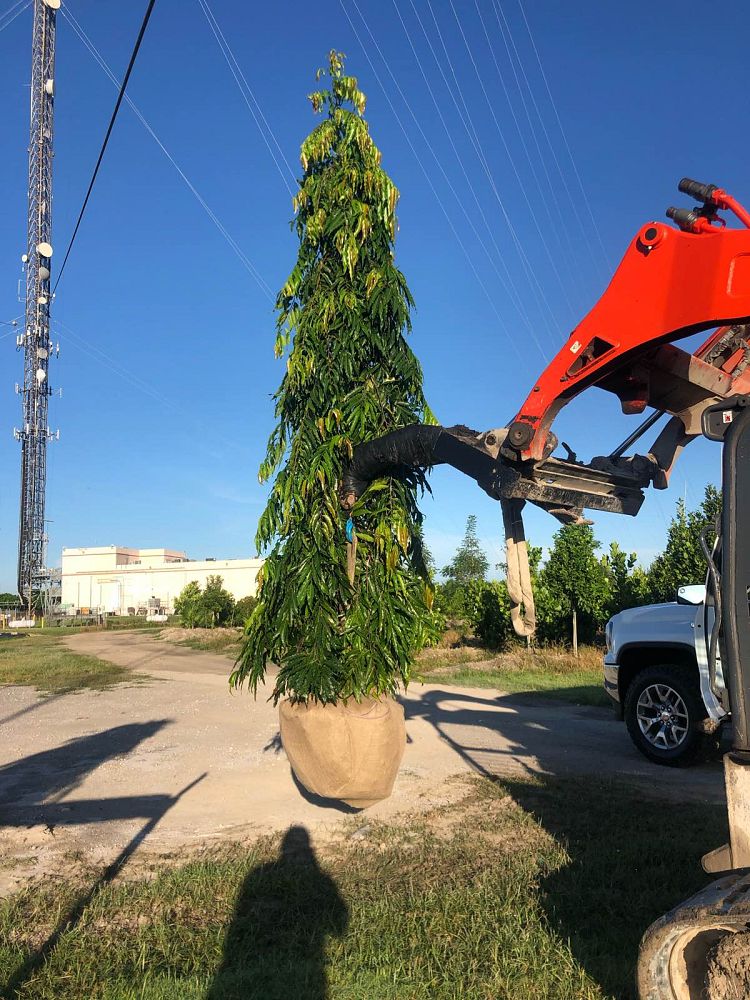 polyalthia-longifolia-pendula-mast-tree-false-ashoka-tree-sorrowless-tree