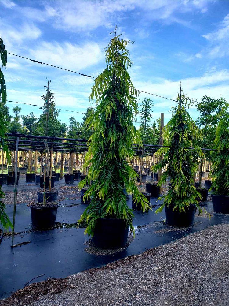 polyalthia-longifolia-pendula-mast-tree-false-ashoka-tree-sorrowless-tree