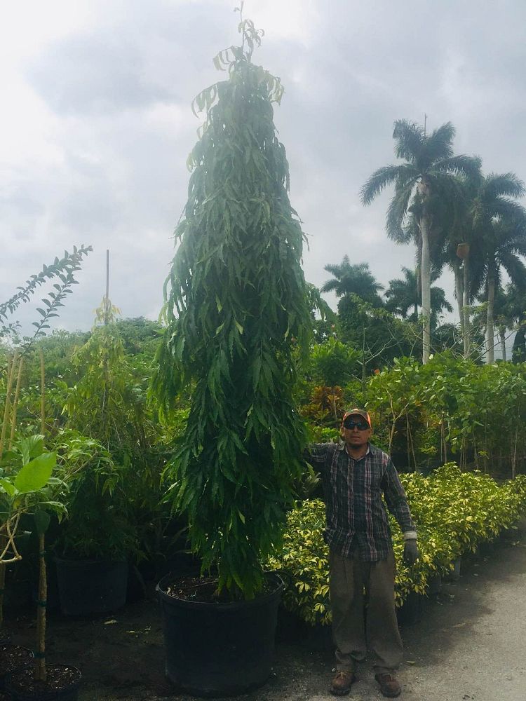 polyalthia-longifolia-pendula-mast-tree-false-ashoka-tree-sorrowless-tree