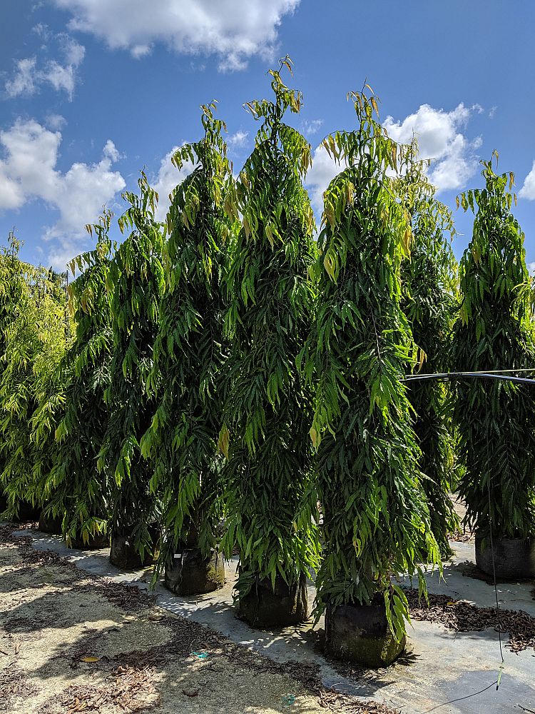 polyalthia-longifolia-pendula-mast-tree-false-ashoka-tree-sorrowless-tree