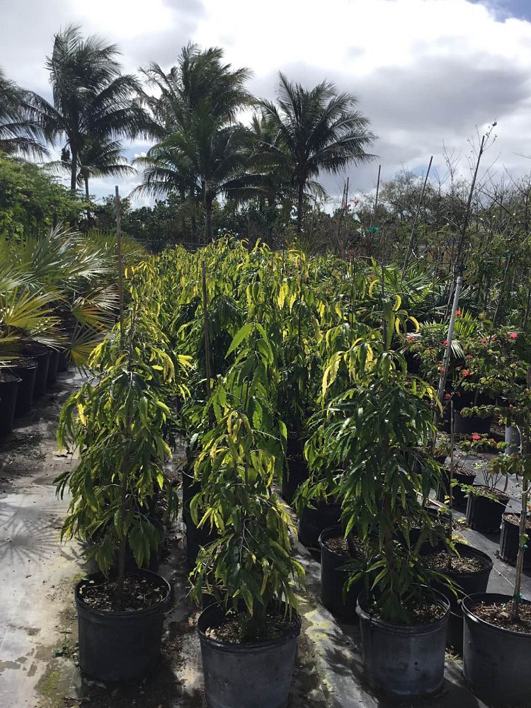 polyalthia-longifolia-pendula-mast-tree-false-ashoka-tree-sorrowless-tree