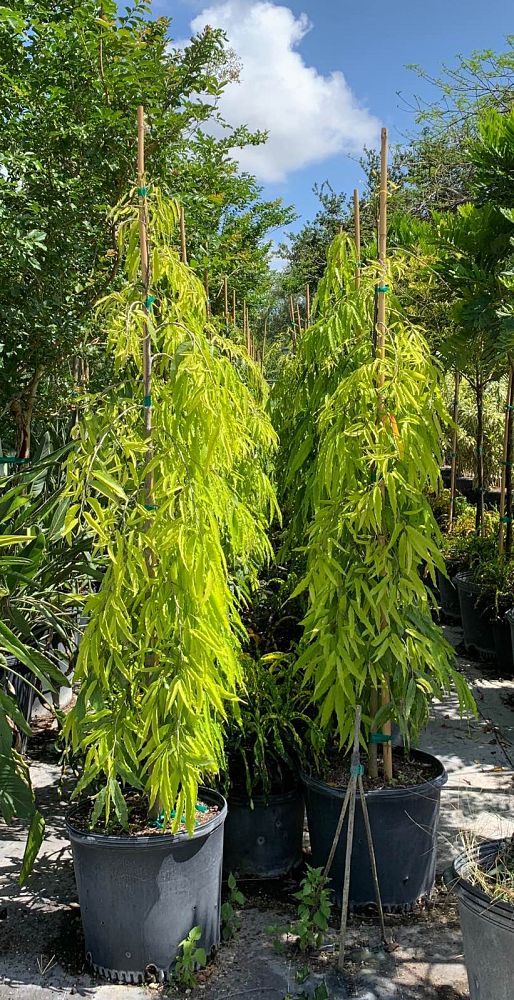 polyalthia-longifolia-pendula-mast-tree-false-ashoka-tree-sorrowless-tree