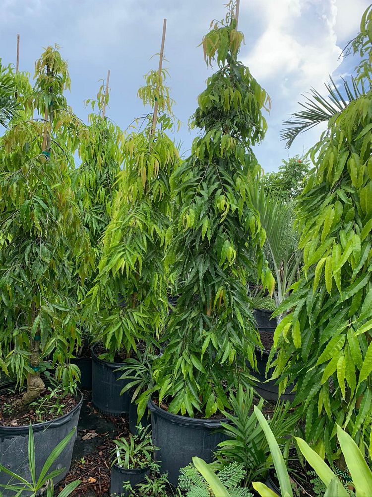 polyalthia-longifolia-pendula-mast-tree-false-ashoka-tree-sorrowless-tree
