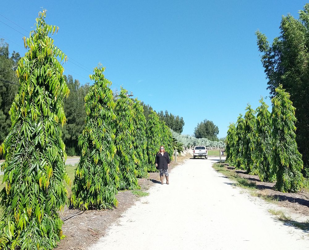 polyalthia-longifolia-pendula-mast-tree-false-ashoka-tree-sorrowless-tree