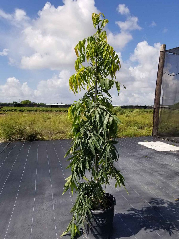 polyalthia-longifolia-pendula-mast-tree-false-ashoka-tree-sorrowless-tree