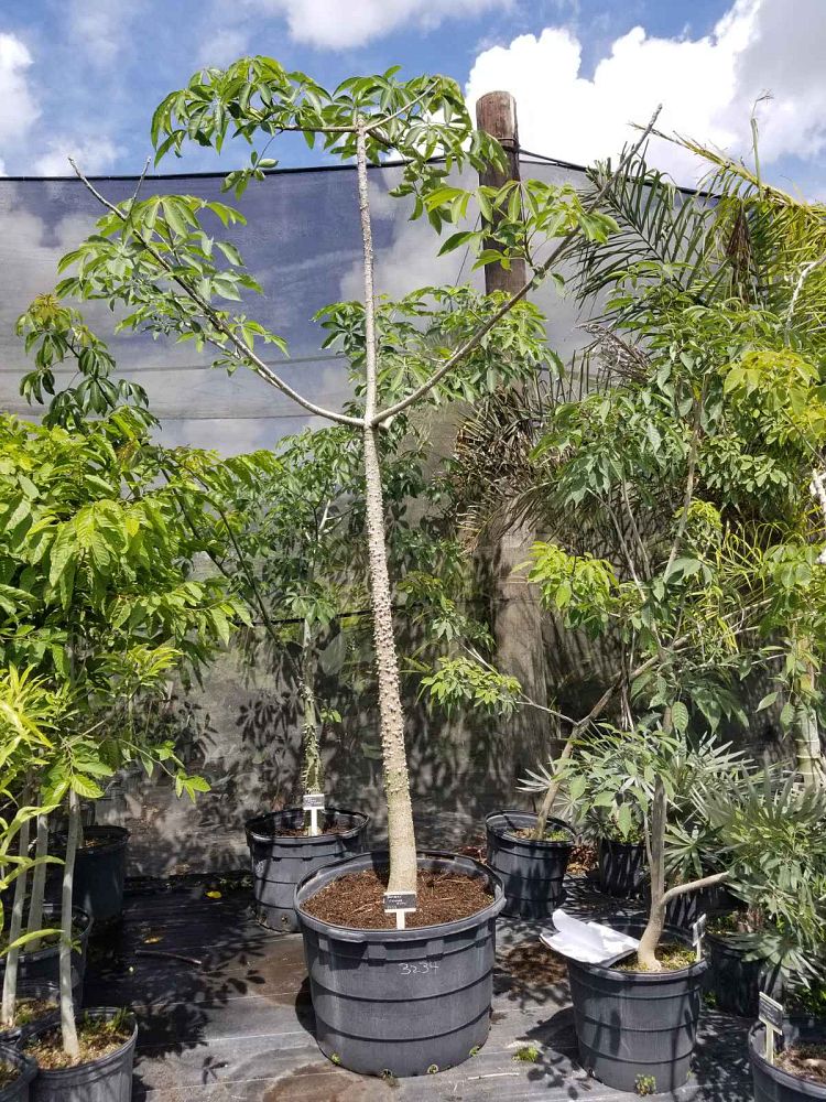 polyalthia-longifolia-pendula-mast-tree-false-ashoka-tree-sorrowless-tree