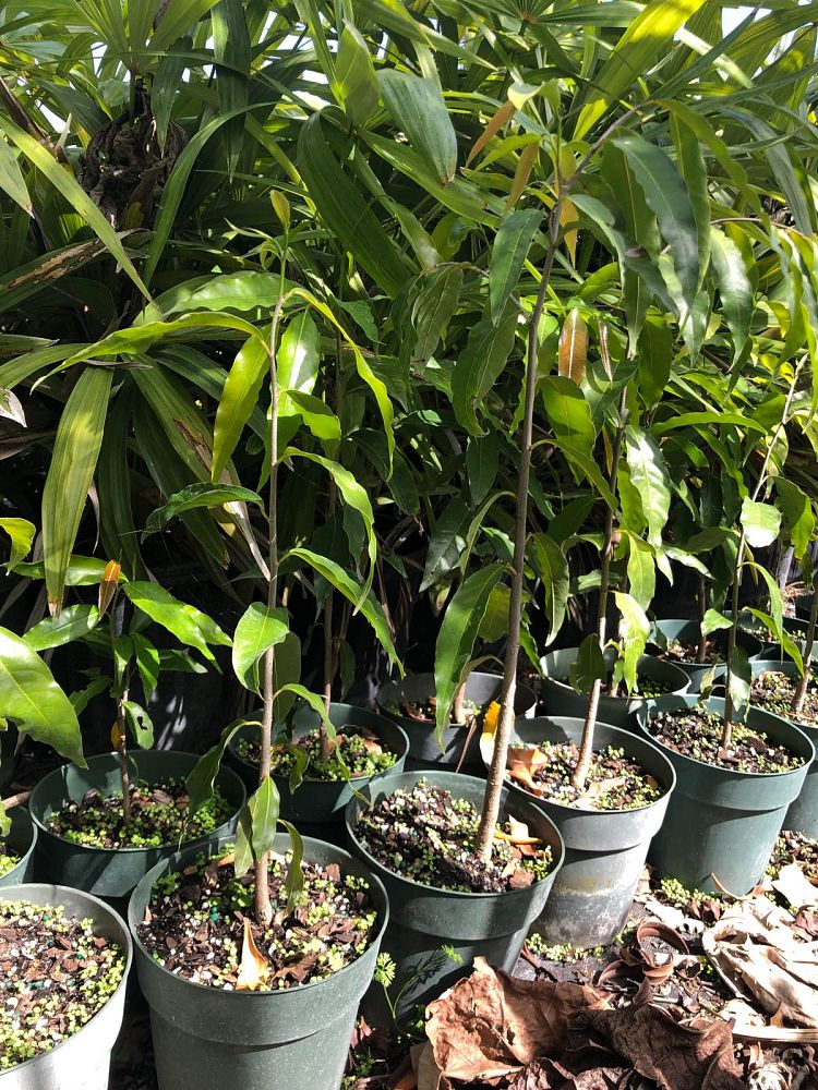 polyalthia-longifolia-pendula-mast-tree-false-ashoka-tree-sorrowless-tree