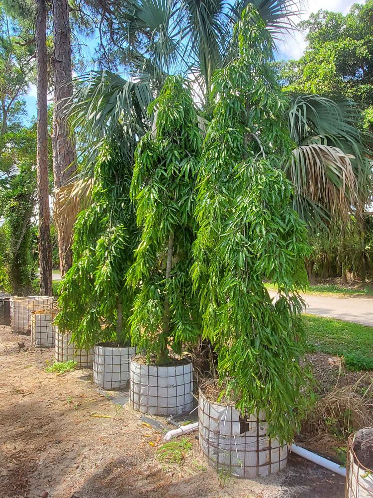 polyalthia-longifolia-pendula-mast-tree-false-ashoka-tree-sorrowless-tree