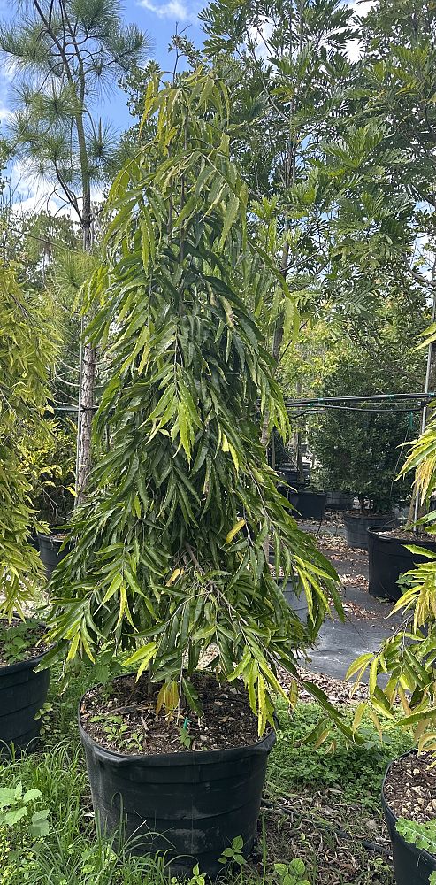 polyalthia-longifolia-pendula-mast-tree-false-ashoka-tree-sorrowless-tree