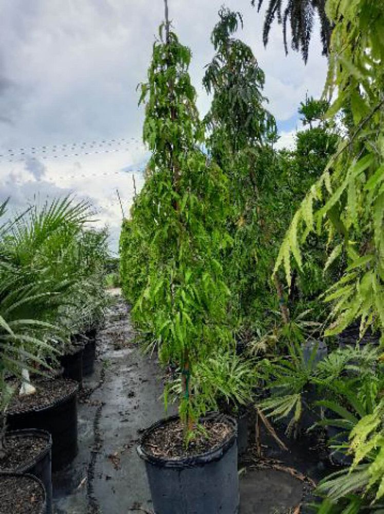 polyalthia-longifolia-pendula-mast-tree-false-ashoka-tree-sorrowless-tree