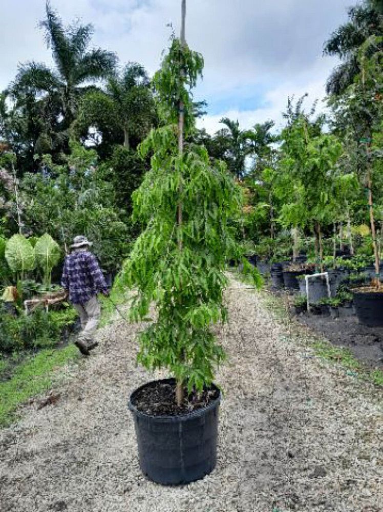 polyalthia-longifolia-pendula-mast-tree-false-ashoka-tree-sorrowless-tree