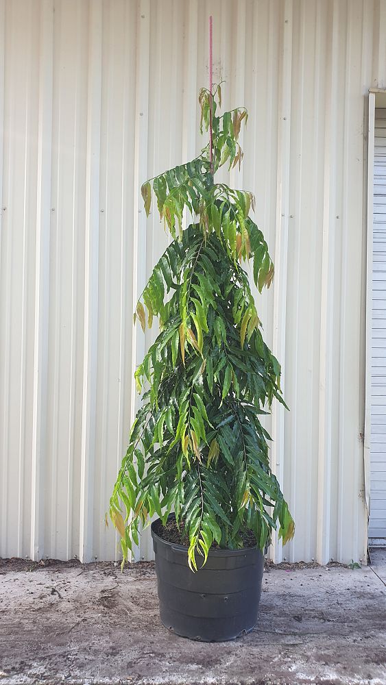 polyalthia-longifolia-pendula-mast-tree-false-ashoka-tree-sorrowless-tree
