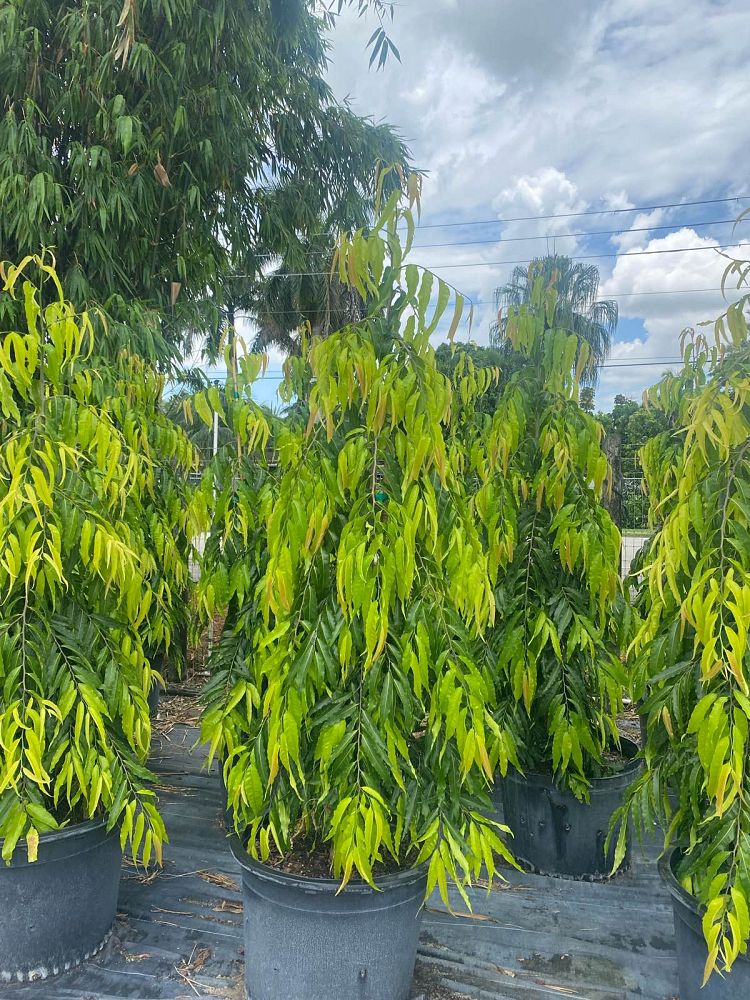 polyalthia-longifolia-pendula-mast-tree-false-ashoka-tree-sorrowless-tree